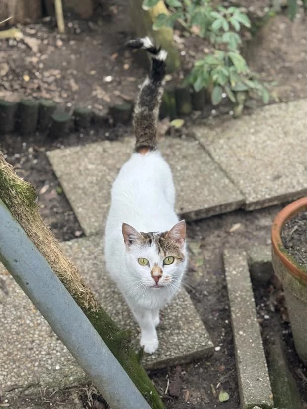 Fab, European Shorthair (Fondation Brigitte Bardot)