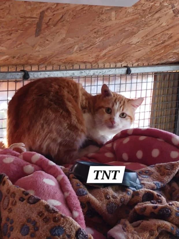 Tnt, male Mixed Breed for adoption at Fondation Brigitte Bardot, Paris