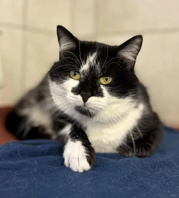 Willow, European Shorthair (Fondation Brigitte Bardot)