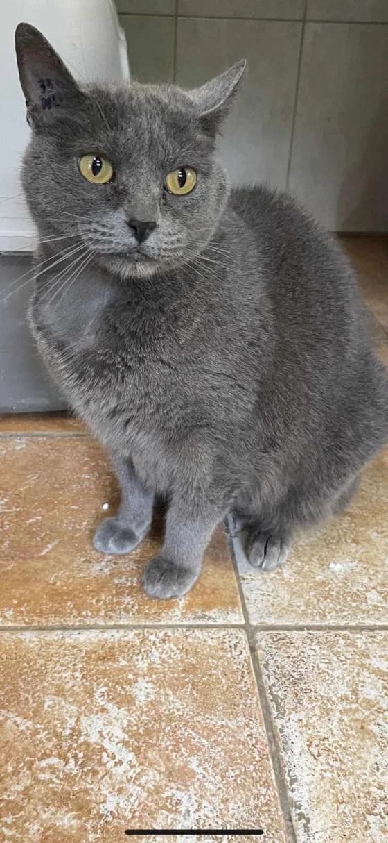 Violette, female European Shorthair for adoption at Fondation Brigitte Bardot, Paris