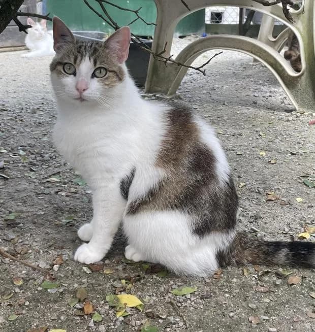 Aneth, Mixed Breed (Fondation Brigitte Bardot)
