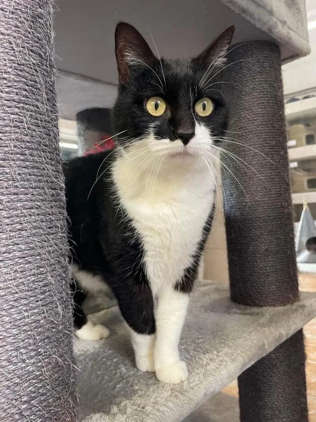 Vitaly Alias Chou-Fleur, Mixed Breed (Fondation Brigitte Bardot)