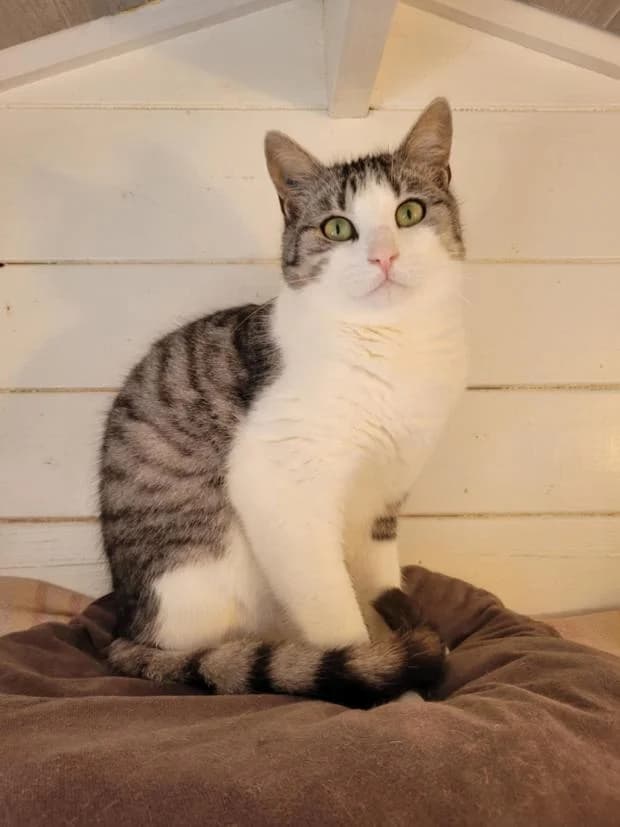 Willy, European Shorthair (Fondation Brigitte Bardot)