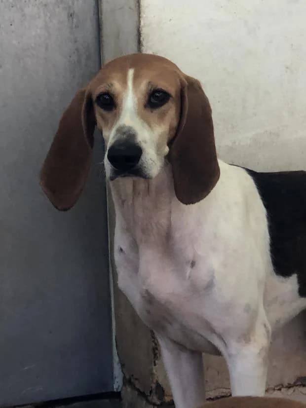 Symphonie, female Mixed Breed for adoption at Fondation Brigitte Bardot, Paris