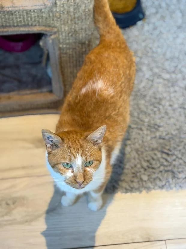 Tonnerre, Mixed Breed (Fondation Brigitte Bardot)