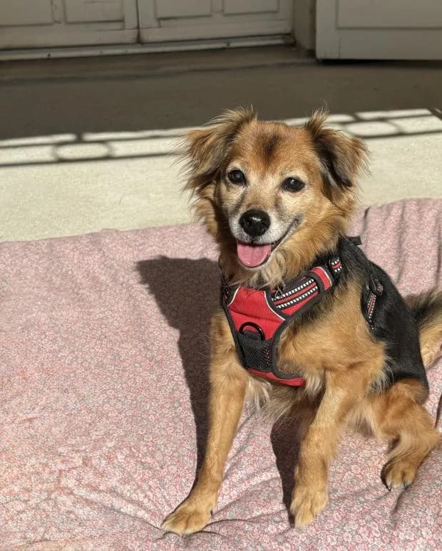 Lili, female Mixed Breed for adoption at Fondation Brigitte Bardot, Paris