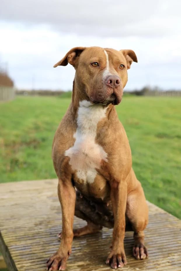 Isis, Mixed Breed (Fondation Brigitte Bardot)
