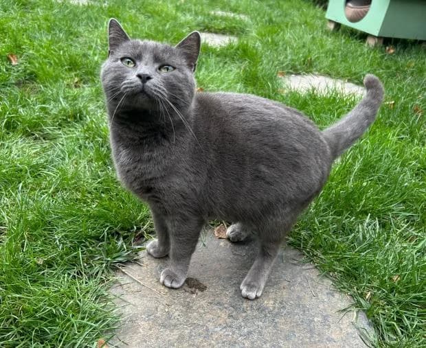 Shiruba, European Shorthair (Fondation Brigitte Bardot)
