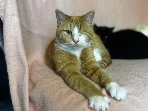 Sherlock, male European Shorthair for adoption at Fondation Brigitte Bardot, Paris