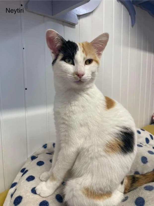Neytiri, European Shorthair (Fondation Brigitte Bardot)