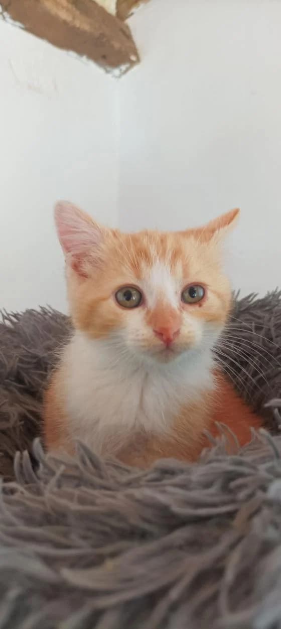 Vaina, female European Shorthair for adoption at Fondation Brigitte Bardot, Paris