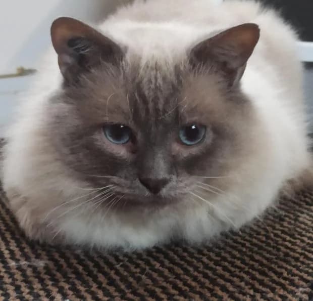 Maori, male Birman for adoption at Fondation Brigitte Bardot, Paris