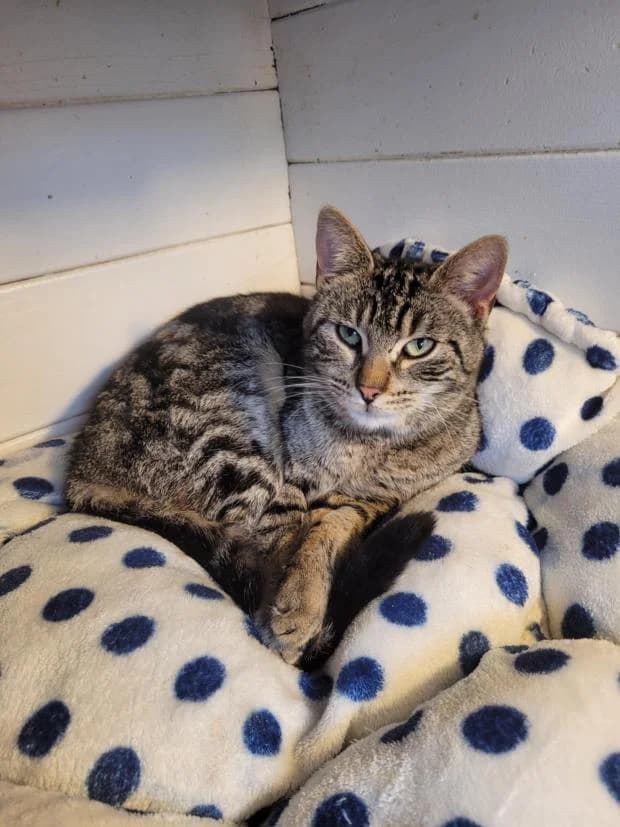 Nymphali, European Shorthair (Fondation Brigitte Bardot)