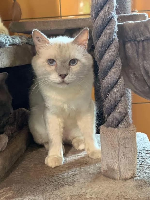 Maki, male Birman for adoption at Fondation Brigitte Bardot, Paris
