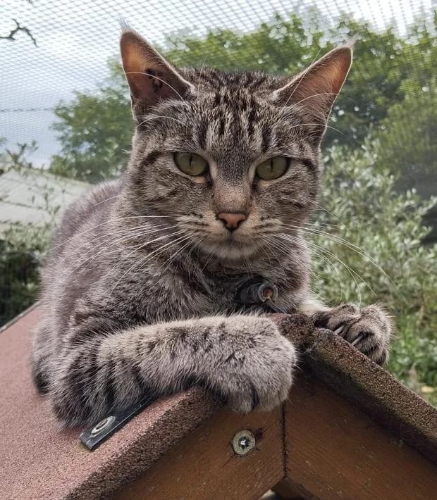 Milady, European Shorthair (Fondation Brigitte Bardot)