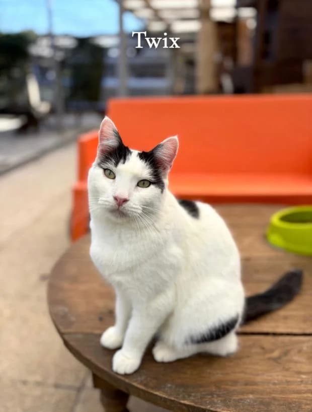 Twix, male European Shorthair for adoption at Fondation Brigitte Bardot, Paris