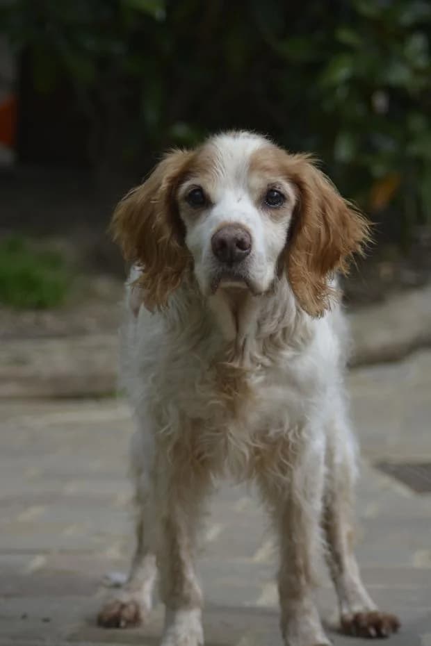 Petit Prince Alias Papigneul, male senior Mixed Breed for adoption at Fondation Brigitte Bardot, Paris