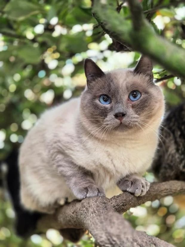 Fantomas, male Siamese for adoption at Fondation Brigitte Bardot, Paris