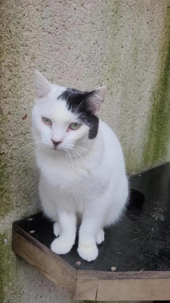 Quinoa, European Shorthair (Fondation Brigitte Bardot)