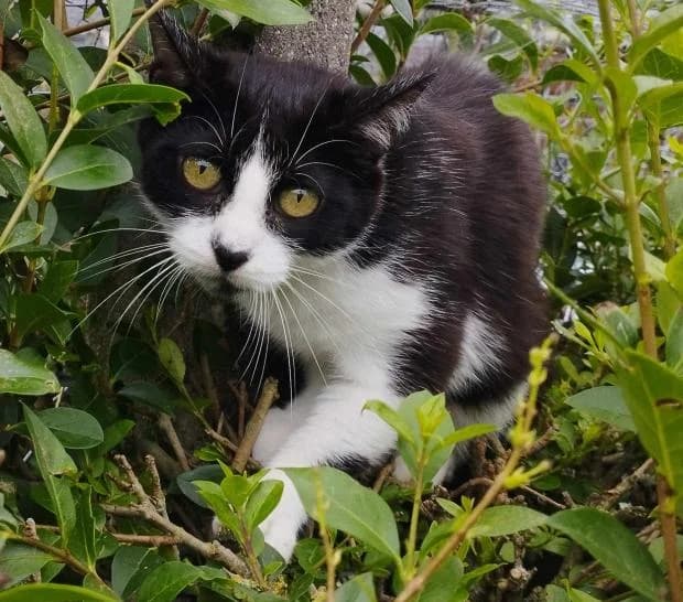 Sally, European Shorthair (Fondation Brigitte Bardot)
