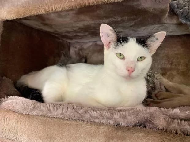Vivaldi, male European Shorthair for adoption at Fondation Brigitte Bardot, Paris