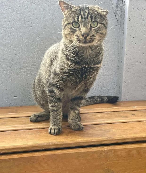 Lucien, male European Shorthair for adoption at Fondation Brigitte Bardot, Paris