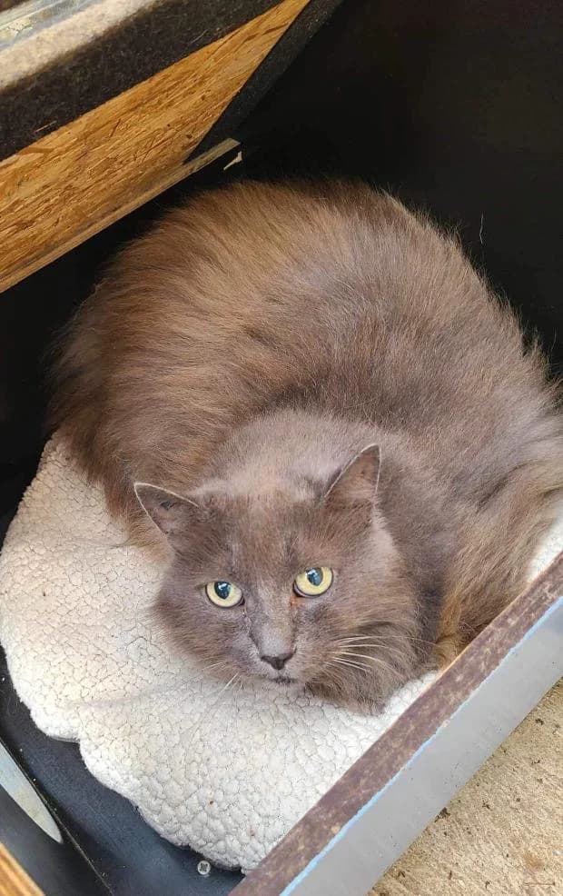 Tharpa, male European Shorthair for adoption at Fondation Brigitte Bardot, Paris