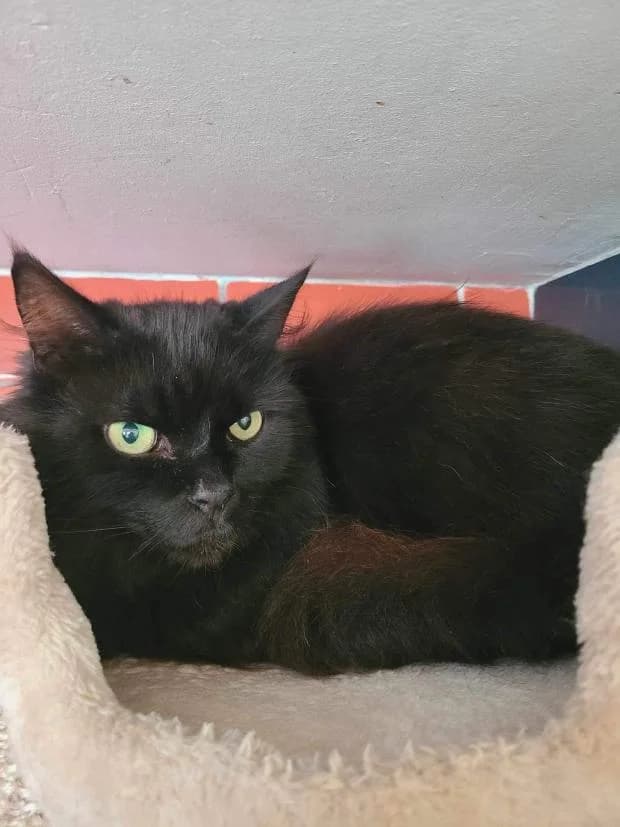 Orage, Mixed Breed (Fondation Brigitte Bardot)