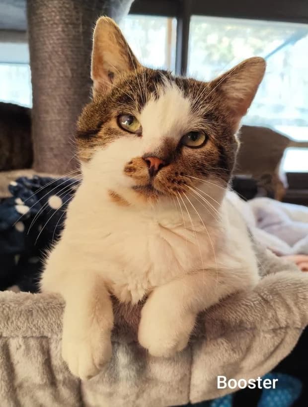 Booster, European Shorthair (Fondation Brigitte Bardot)