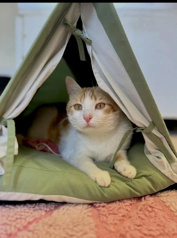 Muffin, European Shorthair (Fondation Brigitte Bardot)