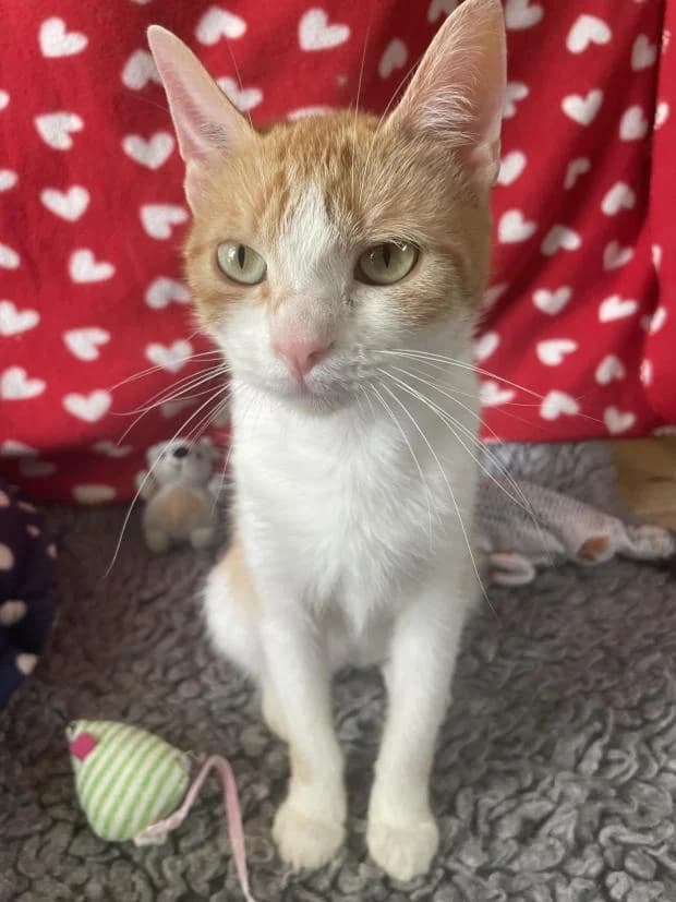 Nausica, European Shorthair (Fondation Brigitte Bardot)