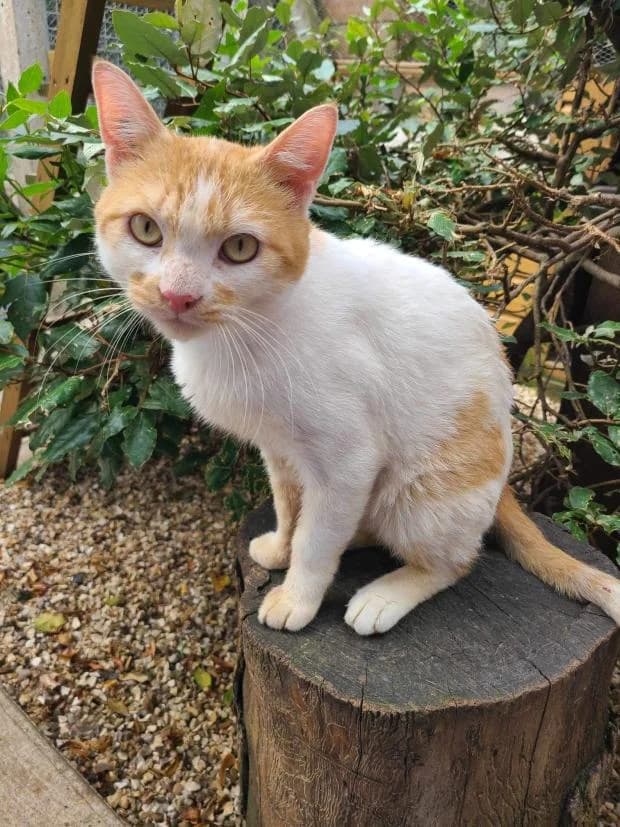 Max, male European Shorthair for adoption at Fondation Brigitte Bardot, Paris