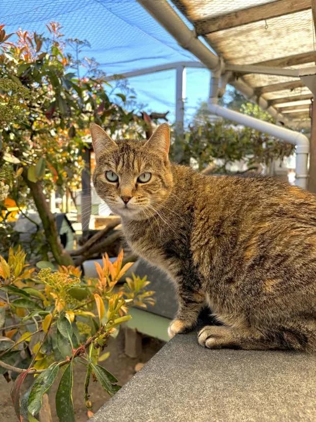 Vanina, European Shorthair (Fondation Brigitte Bardot)