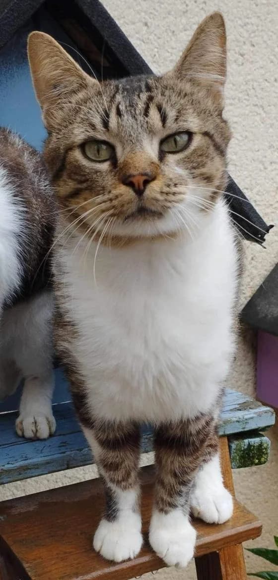 Pixel, male European Shorthair for adoption at Fondation Brigitte Bardot, Paris