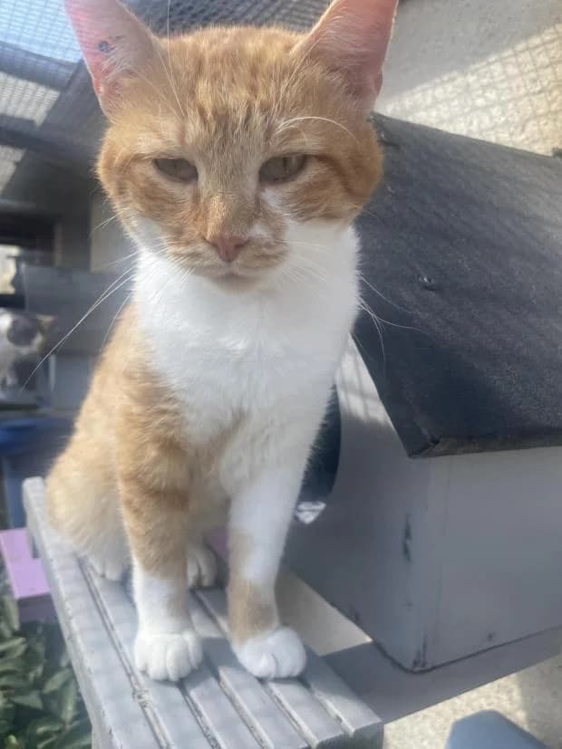Tibbs, European Shorthair (Fondation Brigitte Bardot)
