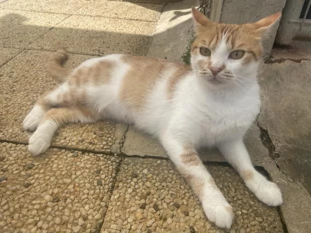 Ombelline, European Shorthair (Fondation Brigitte Bardot)