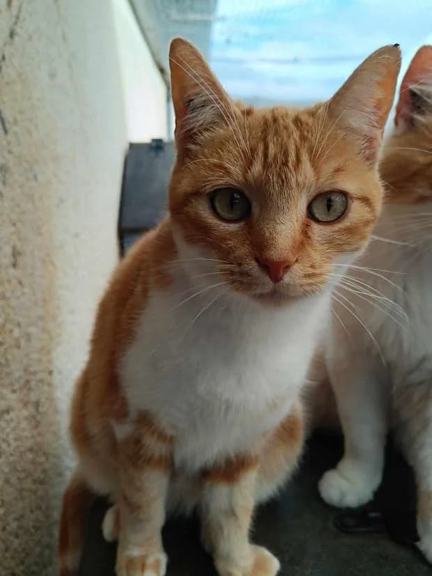 Pistache, European Shorthair (Fondation Brigitte Bardot)