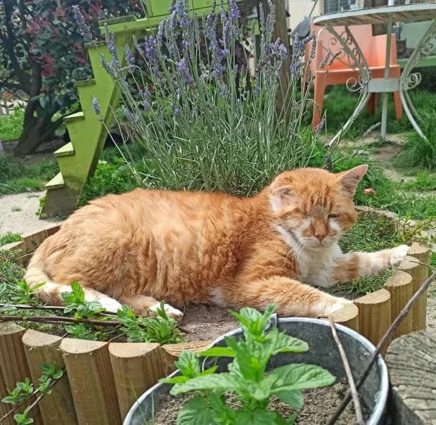 Garfield, Mixed Breed (Fondation Brigitte Bardot)
