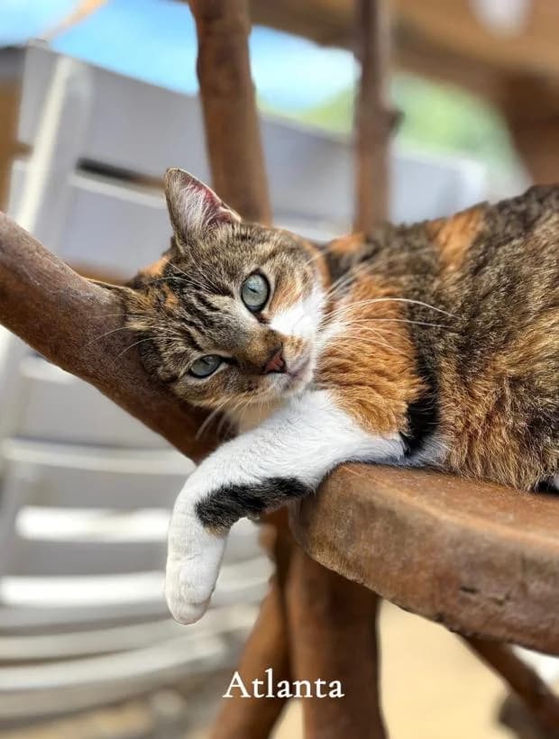 Atlanta, female European Shorthair for adoption at Fondation Brigitte Bardot, Paris