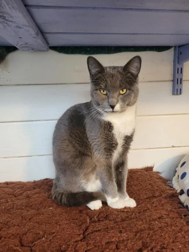 Cracotte, European Shorthair (Fondation Brigitte Bardot)