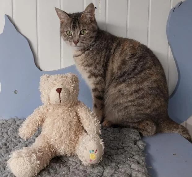 Lissandra, European Shorthair (Fondation Brigitte Bardot)