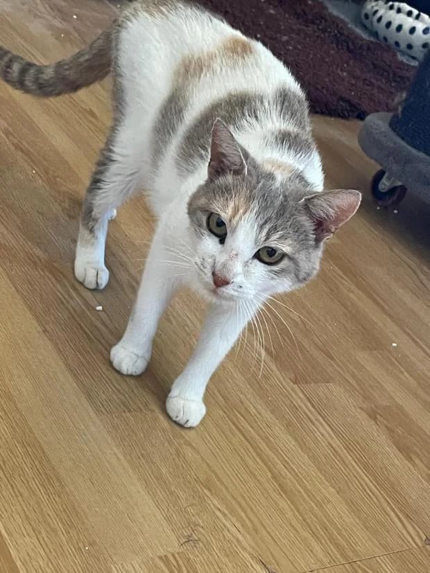 June, European Shorthair (Fondation Brigitte Bardot)