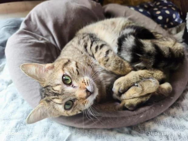 Vyolet, female European Shorthair for adoption at Fondation Brigitte Bardot, Paris