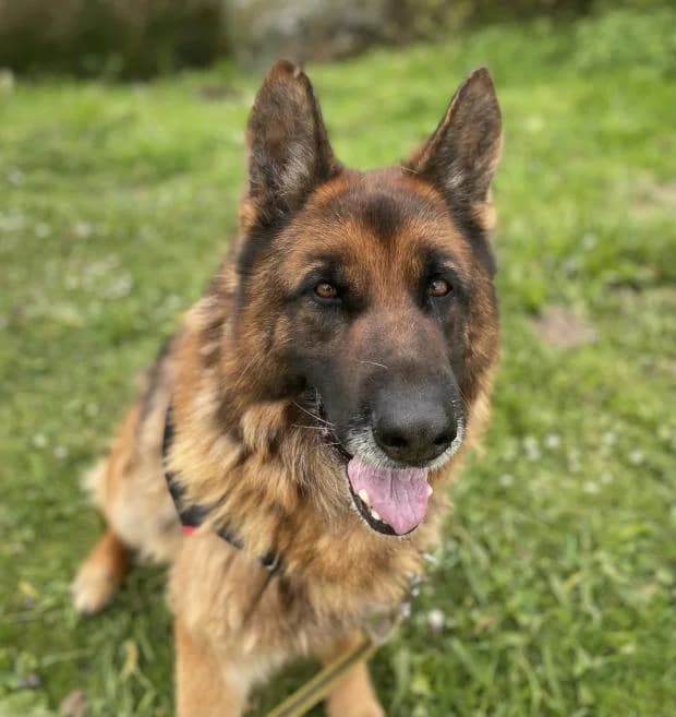 Rocky, male German Shepherd for adoption at Fondation Brigitte Bardot, Paris