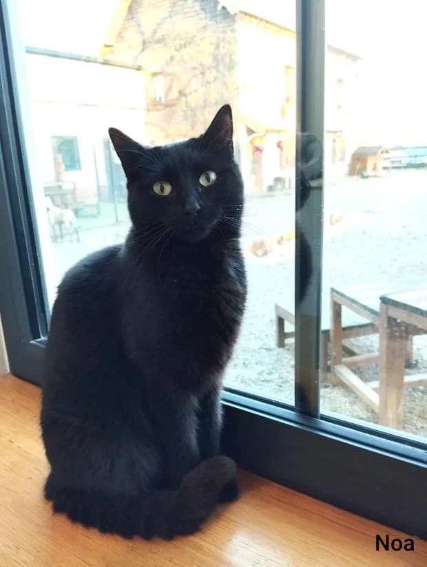 Noa, European Shorthair (Fondation Brigitte Bardot)