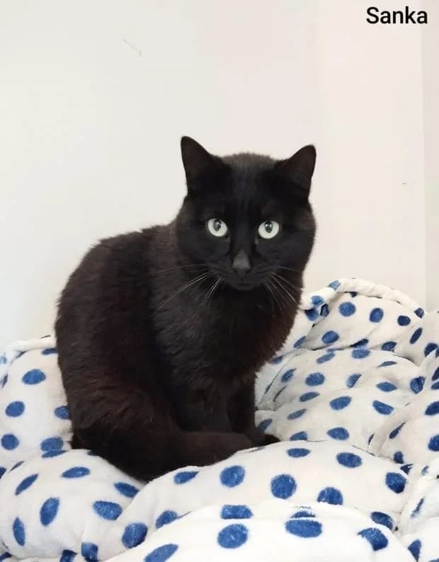 Sanka, European Shorthair (Fondation Brigitte Bardot)