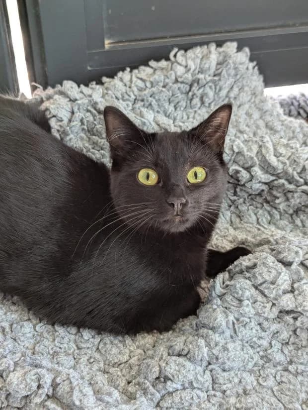 Kiba, female European Shorthair for adoption at Fondation Brigitte Bardot, Paris