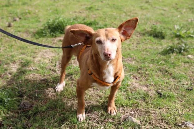 Esperanza, female Mixed Breed for adoption at Fondation Brigitte Bardot, Paris