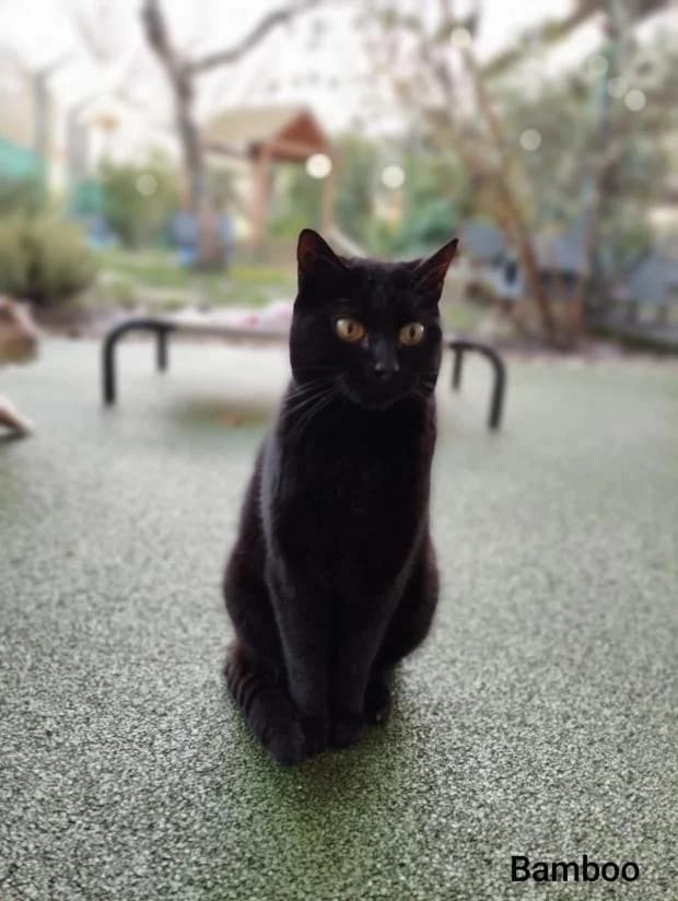 Bamboo, European Shorthair (Fondation Brigitte Bardot)