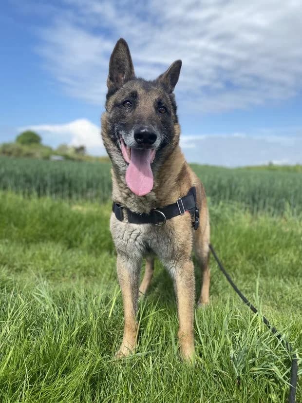 Max, Mixed Breed (Fondation Brigitte Bardot)